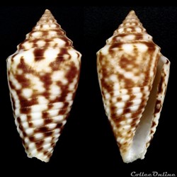Ximeniconus (Jaspidiconus) pealii (Greene,1830)
