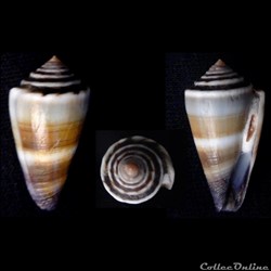 Lividoconus (Calamiconus) sugillatus (Reeve, 1844