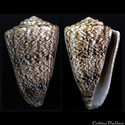 Conus araneosus Lightfoot, 1786