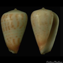Floraconus mpenjatiensis Veldsman, 2016