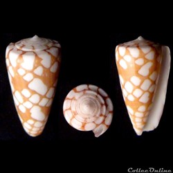 Eugeniconus cordigera (Sowerby II, 1866)