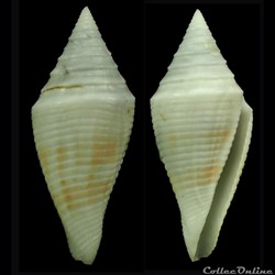 Turriconus (Turriconus) SP