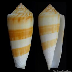 Pionoconus consors (Sowerby I, 1833)