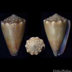 Lividoconus (Lividoconus) sanguinolentes (Quoy & Gaimard, 1834)