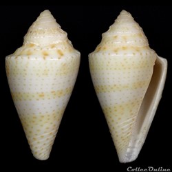 Kohniconus delessertii (Récluz, 1843)