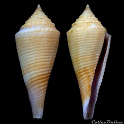 Fusiconus (Fusiconus) insculptus (Kiener, 1845)