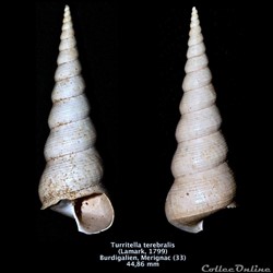 Turritella turris(Lamarck, 1799)