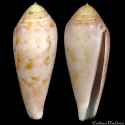 Kioconus (Isoconus) richardsae (Korn & Röckel, 1992)