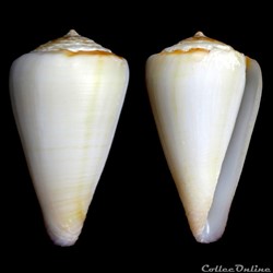 Monteiroconus tabidus (Reeve, 1844)