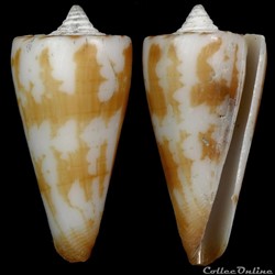 Strategoconus (Strategoconus) maldivus (Hwass, 1792)