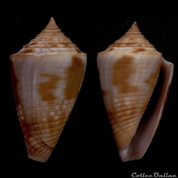 Jaspidiconus simonei Petuch & Myers, 2014 Holotype in