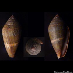 Lautoconus (Lautoconus) bruguieresi (Kiener, 1845)