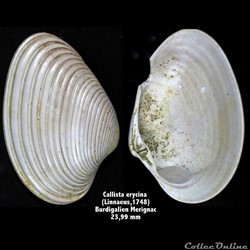 Callista erycina  (Linnaeus,1748)