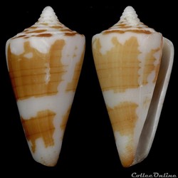 Strategoconus (Strategoconus) maldivus (Hwass, 1792)
