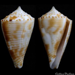 Boucheticonus spirofilis (Habe & Kosuge, 1970)