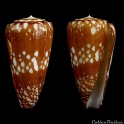 Eugeniconus cordigera (Sowerby II, 1866)