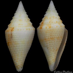 Turriconus (Turriconus) rizali (Olivera & Biggs, 2010)