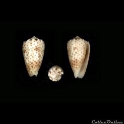 Puncticulis vautieri (Kiener, 1845)