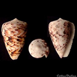 Puncticulis zeylanicus (Gmelin, 1791)