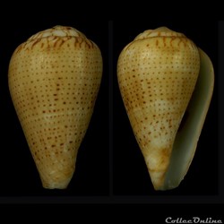 Lautoconus (Varioconus) micropunctatus (Rolán & Röckel, 2000)