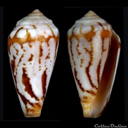 Sciteconus algoensis simplex (Sowerby II, 1858)