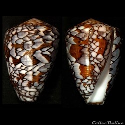 Darioconus behelokensis (Lauer, 1989)