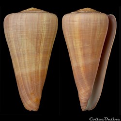 Virgiconus berdulinus (Veillard, 1972)