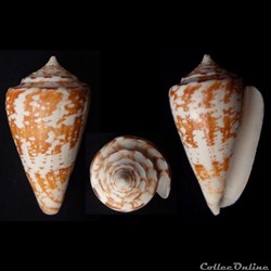 Leptoconus amadis (Gmelin, 1791)