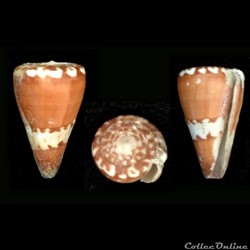 Strategoconus (Vituliconus) litoglyphus (Hwass in Bruguière, 1792)