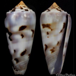 Pionoconus gubernator (Hwass in Bruguière, 1792)