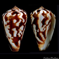 Lautoconus (Lautoconus) pineaui (Pin & Leung Tak, 1989)