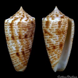 Phasmoconus (Fulgiconus) proximus (Sowerby II, 1859)