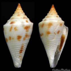 Kohniconus arcuatus (Broderip & Sowerby I, 1829)