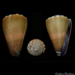 Lividoconus (Lividoconus) sanguinolentus (Quoy & Gaimard, 1834)
