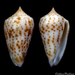 Phasmoconus (Phasmoconus) richeri (Richard & Moolenbeek, 1988)
