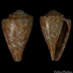 Parviconus rutilus (Cotton & Godfrey, 1932)