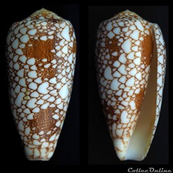 Darioconus omaria (Hwass in Bruguière, 1792)