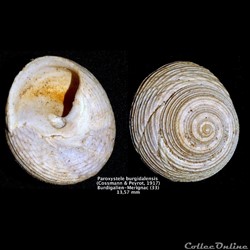 Paroxystele burgidalensis (Cossmann & Peyrot, 1917)