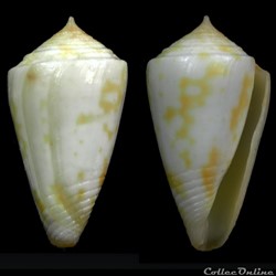 Dauciconus (Dauciconus)  flavescens (Sowerby I, 1834)