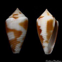 Ximeniconus (Jaspidiconus) roatanensis, Petuch & Sargent, 2011