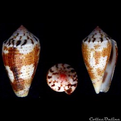 Pionoconus metcalfi (Reeve, 1843)