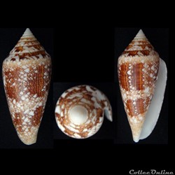 Cylindrus telatus (Reeve, 1848)