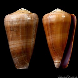 Darioconus pennaceus lohri (Kilburn, 1972)