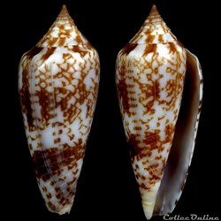 Phasmoconus (Phasmoconus) lienardi (Bernardi & Crosse, 1861)