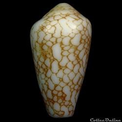 Darioconus laueri Monnier & Limpalaer, 2013