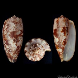 Gastridium geographus (Linnaeus, 1758)
