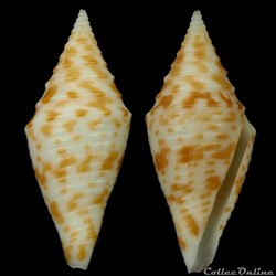 Turriconus (Turriconus) praecellens (A. Adams, 1855)