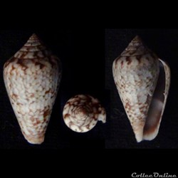 Lautoconus (Lautoconus) hybridus (Kiener, 1845)