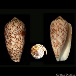Cylindrus archiepiscopus f. concatenatus (Kiener, 1845)