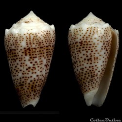 Puncticulis arenatus bizona (Coomans, Moolenbeck &, Wils, 1981)